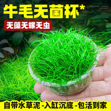 ţëˮ�ݟo�������lţë���b���b�~���쾰��ƺ�������ǰ����ֲ��
