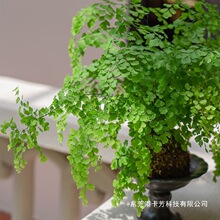 �F��ާ����ˮ��̦�\���҃ȿ͏d����Gֲާ�ֲ����ꎺ��B�ļ�����