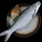 活冻午鱼马友鱼章跳午笋祭鱼鲤后大古鱼新鲜鲜活冷冻深海厂家直发