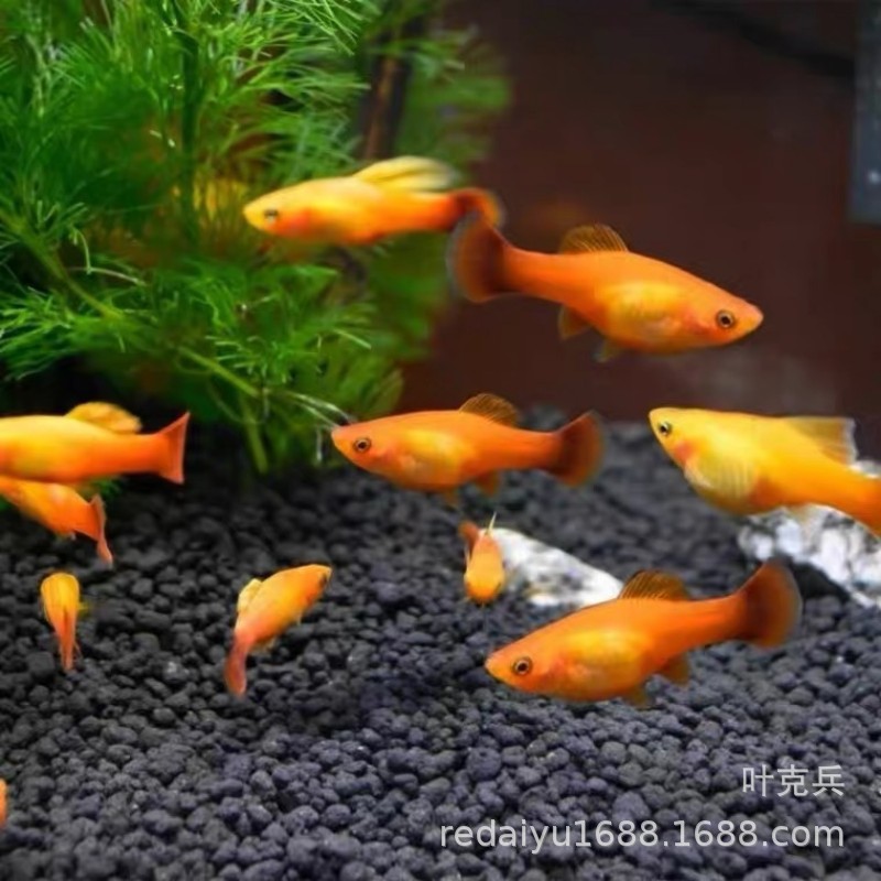 上海热带鱼养殖场批发胎生鱼玛丽米奇招财黄金月光红箭金牡丹鱼