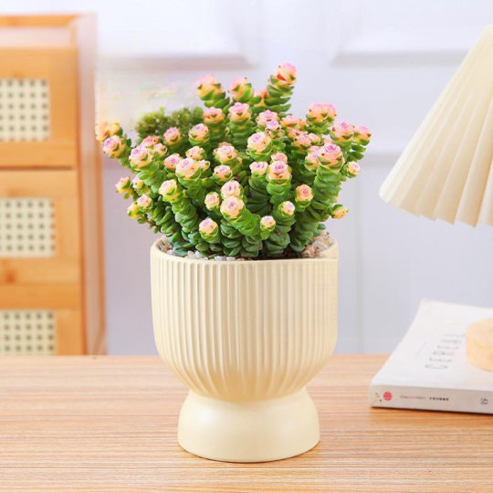 Money String Desktop Small Potted Plant for Attracting Wealth, Succulent Plant for Office or Balcony, Radiation-Resistant Green Plant, Easy to Care for