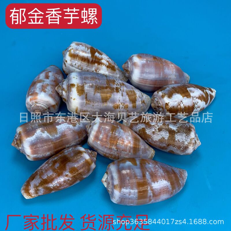 Tulip Conus Natural Shell Conch Fish Tank Aquarium Landscape Decorative Photography Home Decoration Collection Tulip Conus Natural Shell Conch Fish Tank Aquarium Landscape Decorative Photography Home Decoration Collection