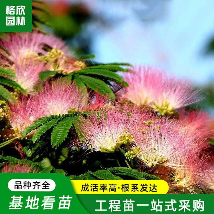 Поставка Альбиция Саплинг Сад Улица Пейзаж Дерево Сообщество Улица Дерево Проект Озеленение Растения Золото и серебро Albizia Tree