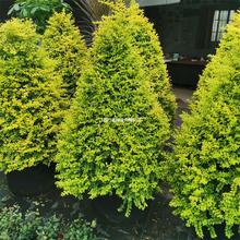 亮晶女贞塔型盆栽女贞落地球庭院别墅阳台栽种耐热耐寒花镜植物