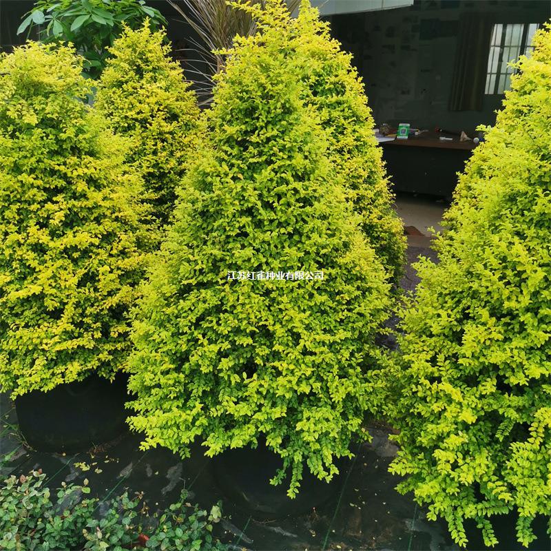 亮晶女贞塔型盆栽女贞落地球庭院别墅阳台栽种耐热耐寒花镜植物