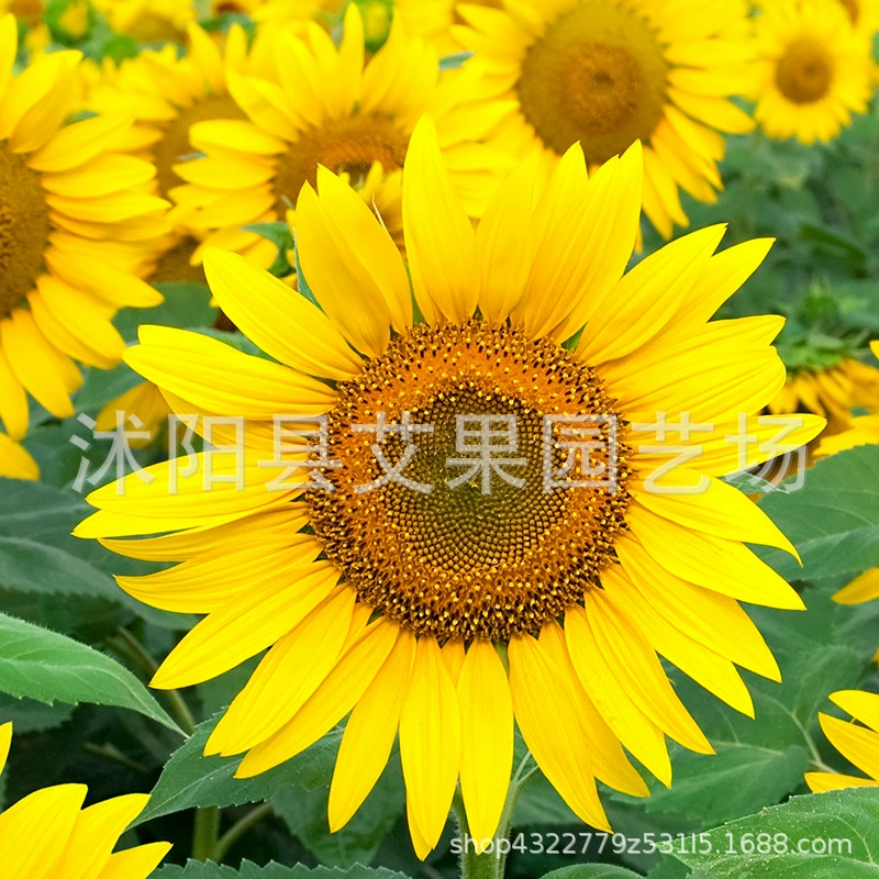 Декоративный пейзаж Цветок Море Четыре сезона Открытый двор Семена подсолнечника Легко жить партия