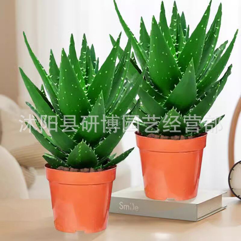 Curacao Aloe Vera sala de macetas belleza irrigación piel verde escritorio de oficina carne ciudad que nunca duerme Aloe Vera flores cactus