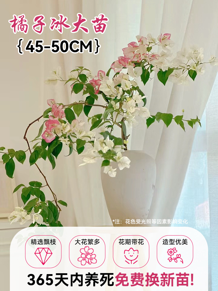 [선택된 떠다니는 가지] 오렌지 아이스 모종 45-50cm [아름다운 모양] (개화기에는 꽃이 있음) [빛과 기타 요인으로 인해 색상이 변합니다]