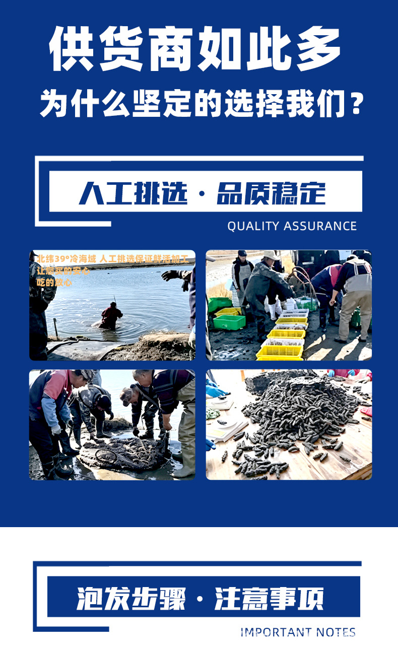 Ready to Eat Sea Cucumber 500g Individually Packed Frozen Liaoning Style Sea Cucumber in use