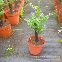 С�~��̴�����辰�k���ҕ������F���ܺ��B�ͺ��ļ�����������l