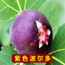 ��ɫ�׃����o����������ɫ���ğo�����ͺ�ͥԺ�ϱ����Nֲ����Y��