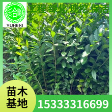 产地供应水蜡苗夹植水腊墩水腊营养杯苗水蜡绿篱植物耐寒水蜡小苗