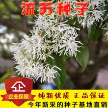 流苏种子 沙藏流苏树种子 油根子 嫁接桂花砧木 园林绿化风景树种