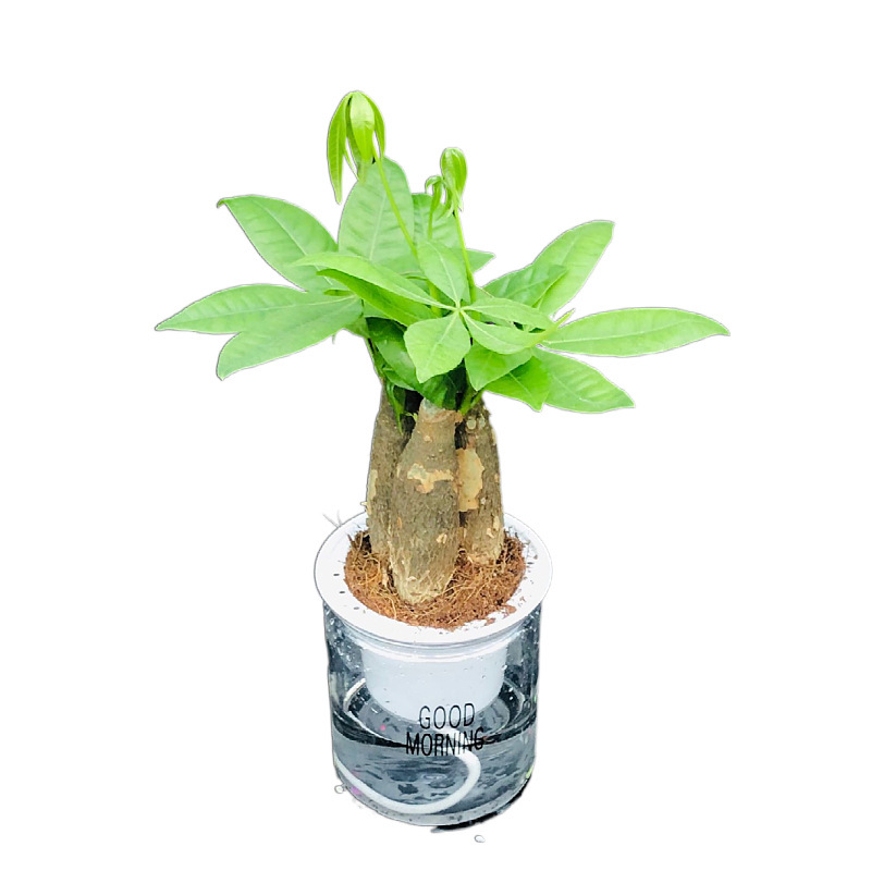 Oficina de árboles ricos para cultivar pequeñas plantas verdes en maceta, flores de arroz, plantas de mesa hidropónicas de orquídea de tigre image 5