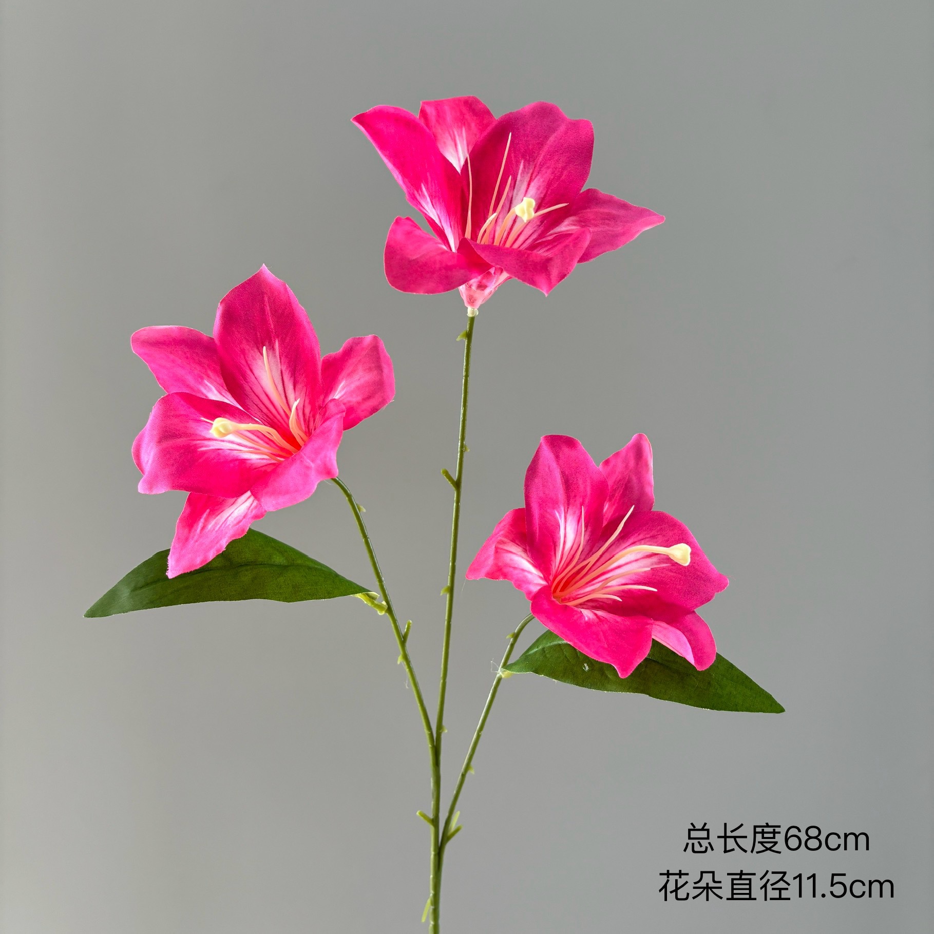 헤메로칼리스 백합