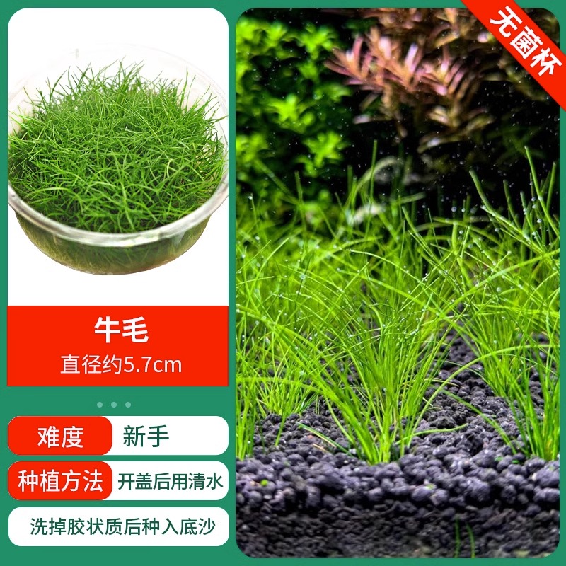 프로시저킹 - 미니소털 [멸균컵]