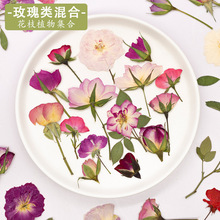 玫瑰合集 干花压花真花植物标本diy手工滴胶相框书签树叶画押花