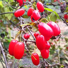 ²șķN tӷNɽǷNɽɽɽ