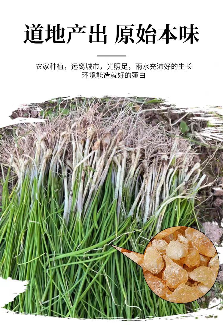 Xie Bai (Allium macrostemon) — Dried Wild Garlic Bulb, Food Herb for Soup & Congee overview