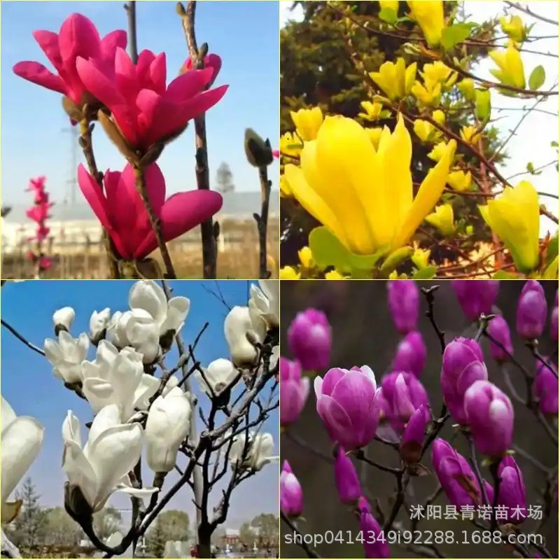 基地直销玉兰苗 红白黄玉兰花苗 紫玉兰二乔玉兰 嫁接玉兰苗批发