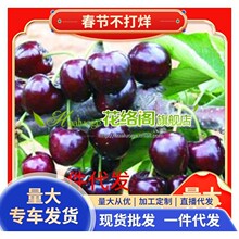 �������������������l ����������6̖��ľ��12̖ 17̖ y1������ľ