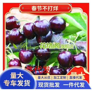 �������������������l ����������6̖��ľ��12̖ 17̖ y1������ľ