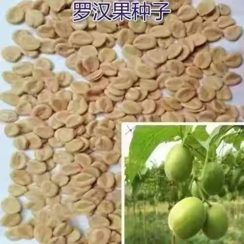 Семена плодов монаха, семена плодов монаха, семена лазающих плодовых деревьев, балконные растения, легко проращиваются круглый год.