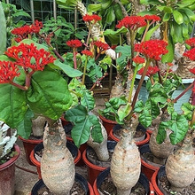 ֱ۷ǺĴǺĻ̨҃Gֲ^՚辰]