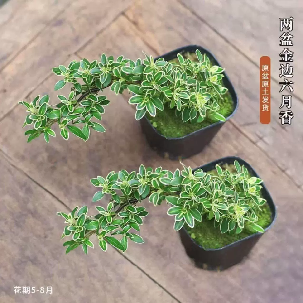 Моховой шар с золотыми краями, микроландшафт в форме плавающей ветки снежной скалы июня нуждается в солнечном свете.