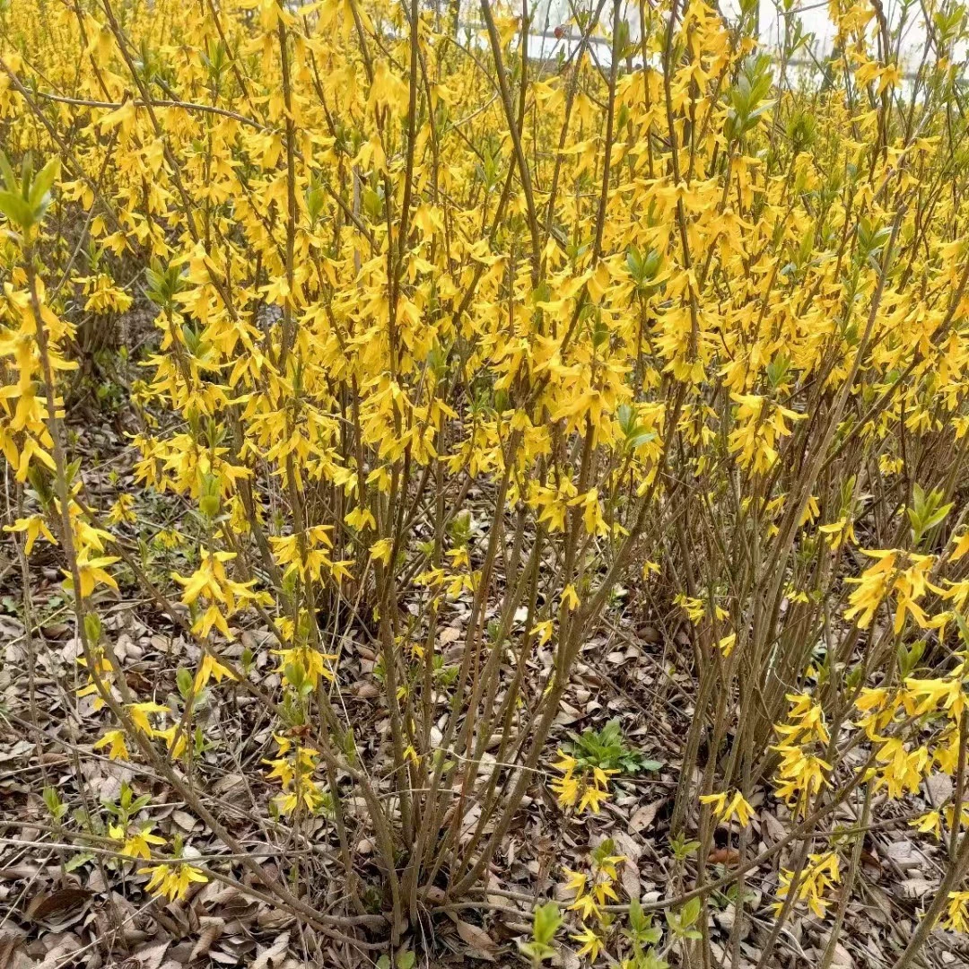 Оптовая продажа саженцев форсистии, зеленых саженцев, шаров форсистии, зеленых вьющихся растений для двора желтого тигра, цветочных саженцев, ландшафтных саженцев