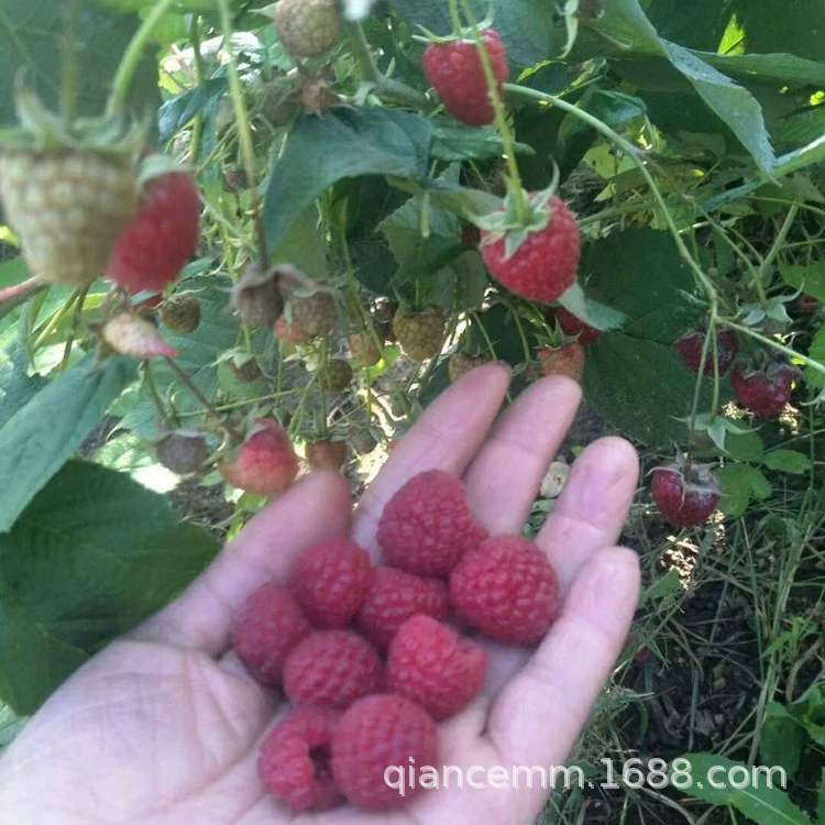 Рассада малины Посадка в горшке Четыре сезона Балкон Открытый Юг Север Посадка Год Фруктовое дерево