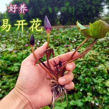 ˯ɏ����������������ˮ��ˮ���~�X���~��΢���^ֲ���ļ�������ɏ