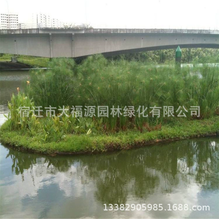Завод прямых продаж искусственные водно-болотные угодья экологический фильтр-кровать экологическая водно-болотные угодья система очистки сточных вод Контрактная установка