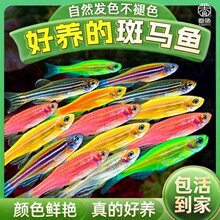 灯科鱼斑马鱼活体冷淡水新练手好养红绿宝莲灯小型热带观赏金鱼苗