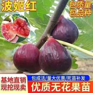 �o��������ش��������Ϸ������Nֲ����Y���޽ӵ������ԟo����