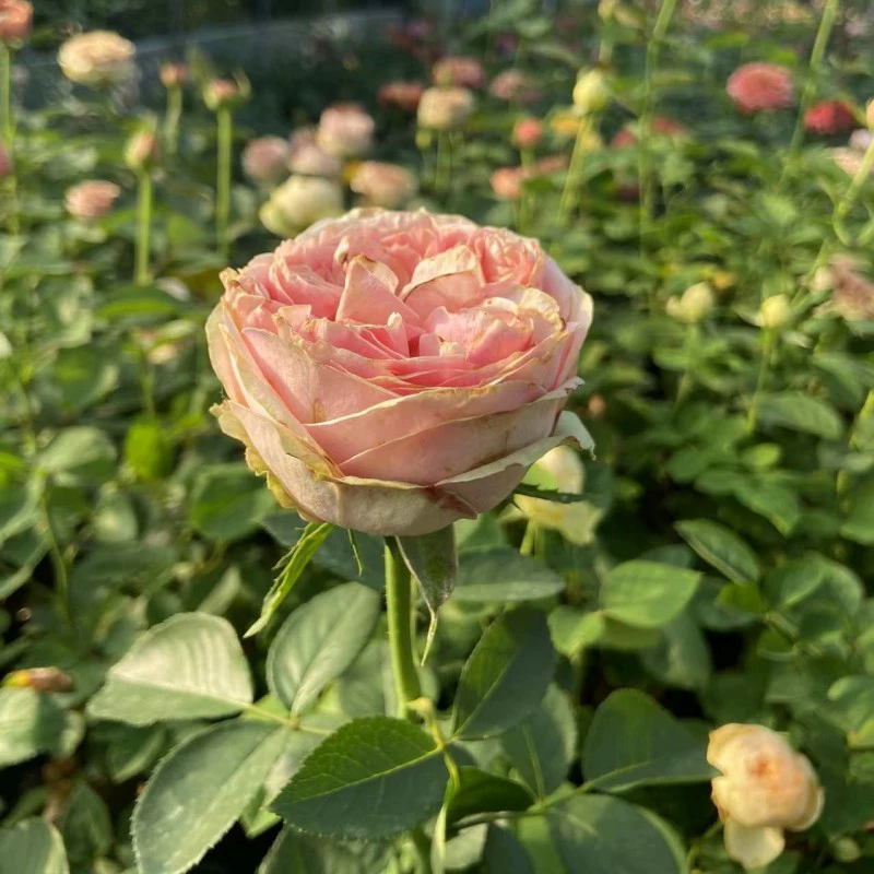 [Eve Bride] Супер Новые сильные ароматные саженцы роз, цветущие в течение четырех сезонов, балкон, двор, цветы в горшках