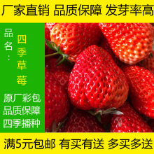 红颜草莓苗甜宝草莓章姬草莓 甜查理草莓苗品种多易成活当年结果