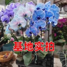 批发零售蝴蝶兰种子 蓝花鸢尾紫花鸢尾种籽 花卉种子绿色盆栽种子