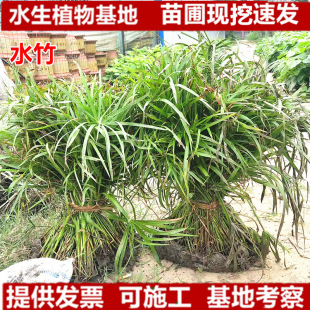 Floating Plants, Water Bamboo, Water Palm Bamboo, Windmill Grass Wholesale, Aquatic Hydroponic Plants, Hydrophyllum Potted Water Palm Bamboo