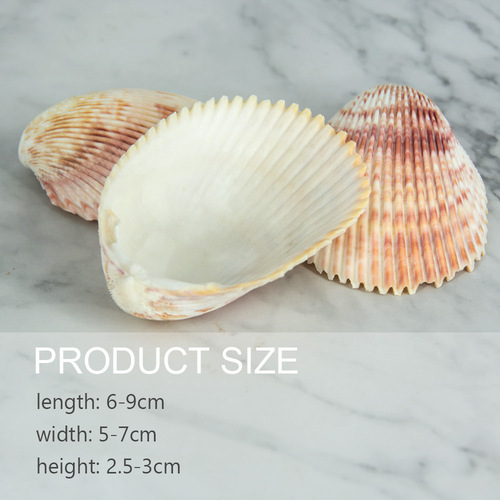 Fuhai/Big Lion Shell, Smooth Rib, Clam Flower, Lion Shell, Home Decoration Crafts, Shell Raw Materials Wholesale