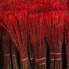 银柳干花新款春节装饰客厅摆件红色干花水培植物银柳厂家批发