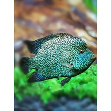 ���c���}�ʯ���}�������߾G���˺�녴󼪴������ݱ����w�^�p�~