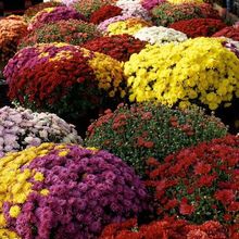 رշNlջѶ޸̨Դ＾N