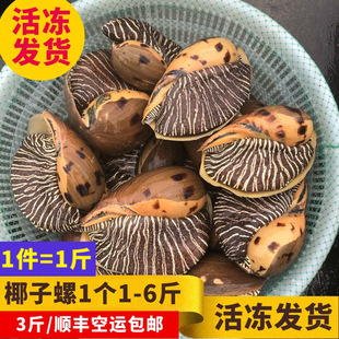 ny野生活冻海捕椰子螺木瓜螺黄螺新鲜大黄螺大油螺肉螺活冻3件包-阿里巴巴