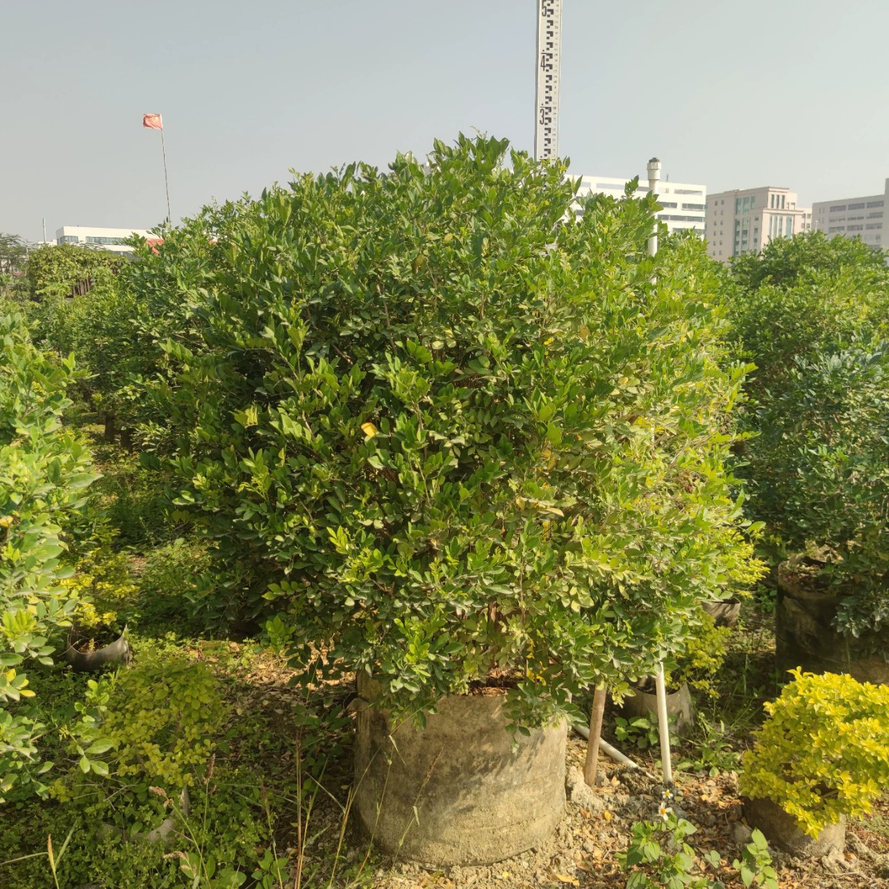 2302 База поставляет шарики Jiulixiang 1-1 м 5 высоких мешков с вечнозелеными цветами