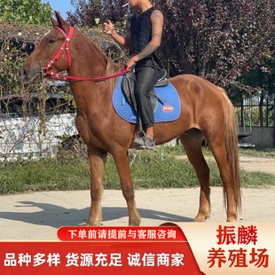 ���B���^����B���Rƥ����Щ ��Ѫ�R �ɹ��R�ăr С�R�x����