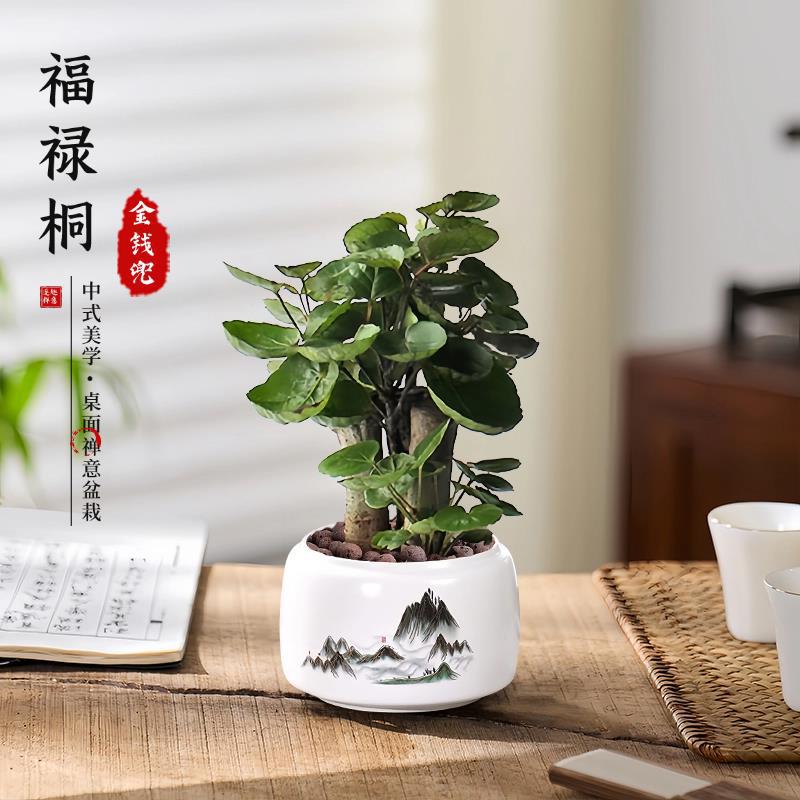 Fulu Tong Money Bag Potted Plant Money Multi Green Plant Desktop Office Fortune-Attracting Ornament Four Seasons Formaldehyde Absorption