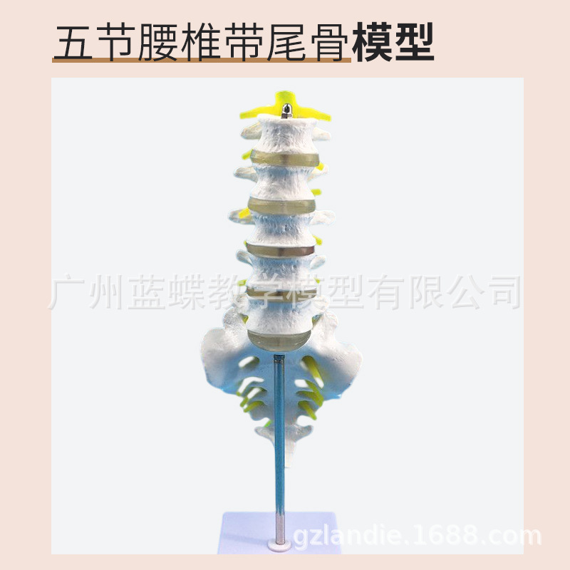 ���弹��ģ�� ��׵�� ��׵ģ�� ��׵���� ��׵�ṹ��׵����ģ��