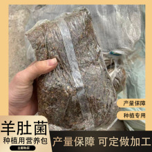 羊肚菌营养包羊肚菌种植配套用菌包