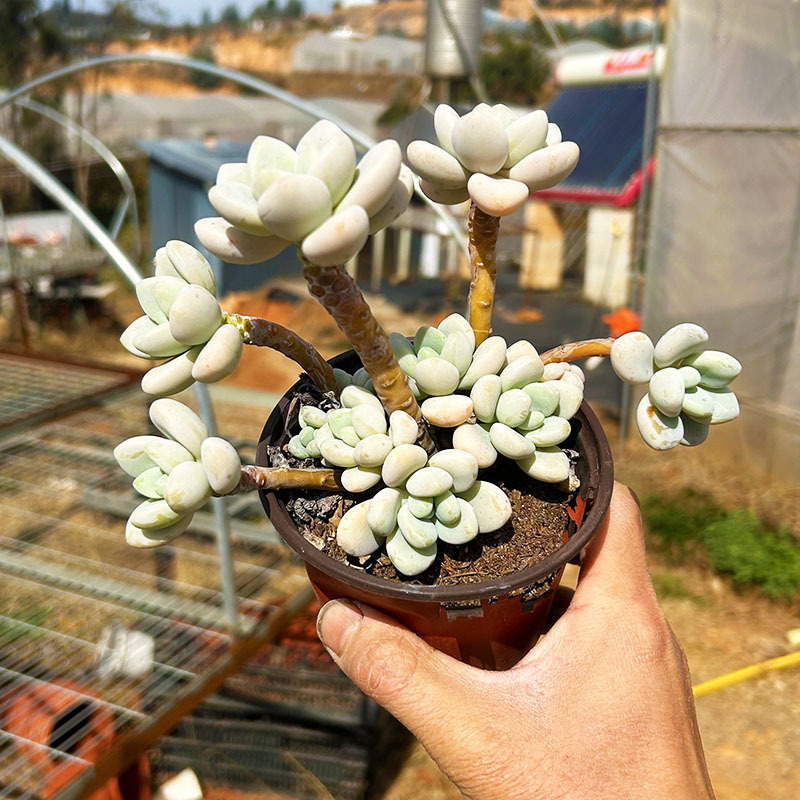 향수 로젤 라오좡 10cm+